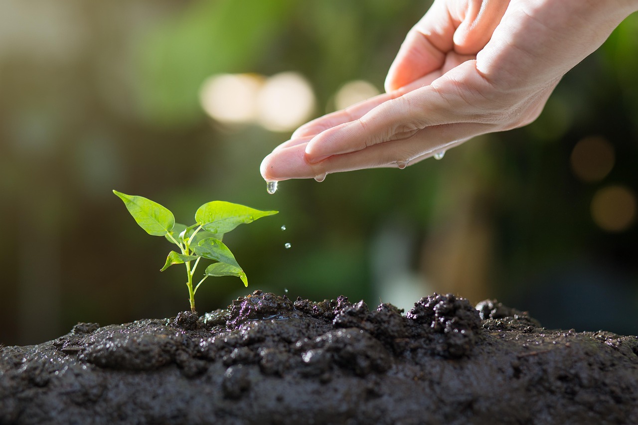 Community gardening: the green heart of the local community